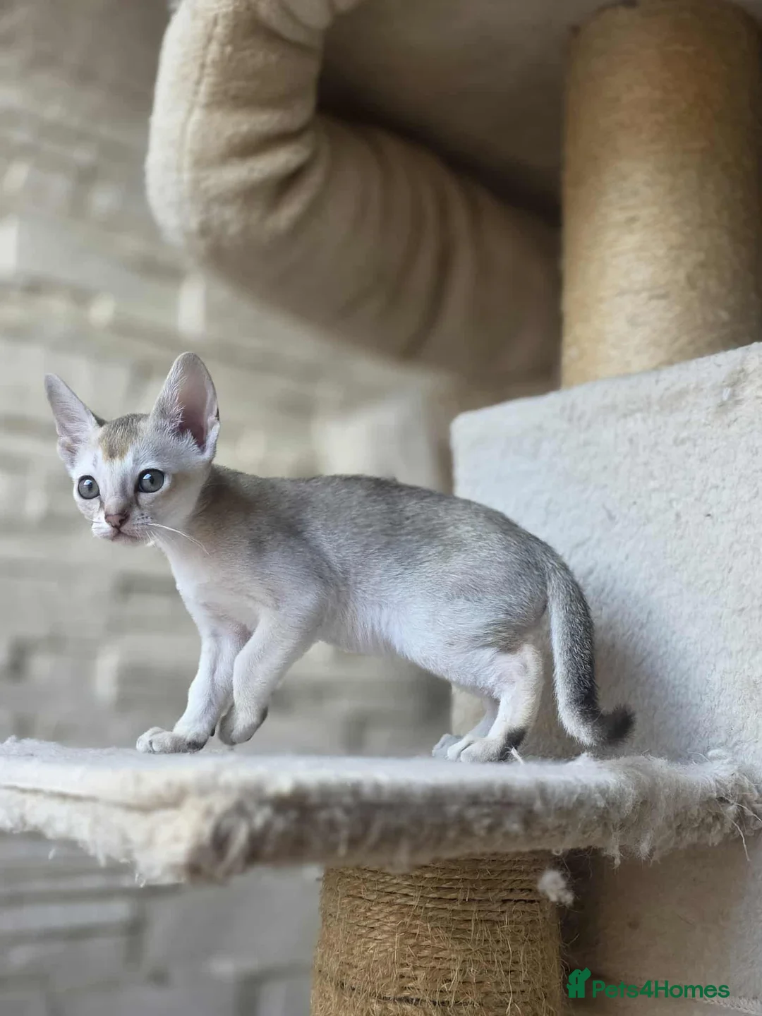 Singapura cats for sale: Stunning Singapura kittens  - Advert 19