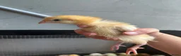 Mixed Breed poultry for sale: Rumpless Arucana Hen Polish, Brahma, silkie chicks - Advert 33