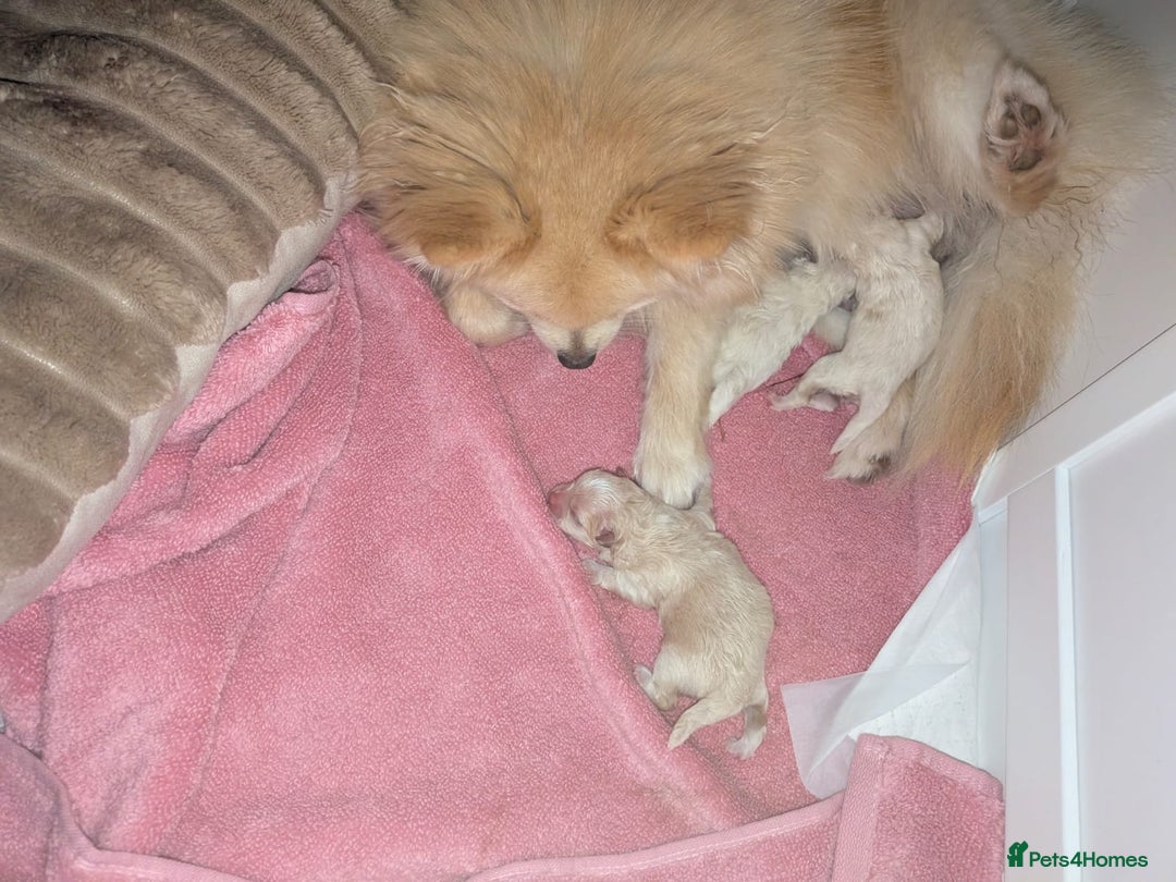 Pomeranian dogs for sale: Beautiful pure Pomeranians tiny babys - Advert 11