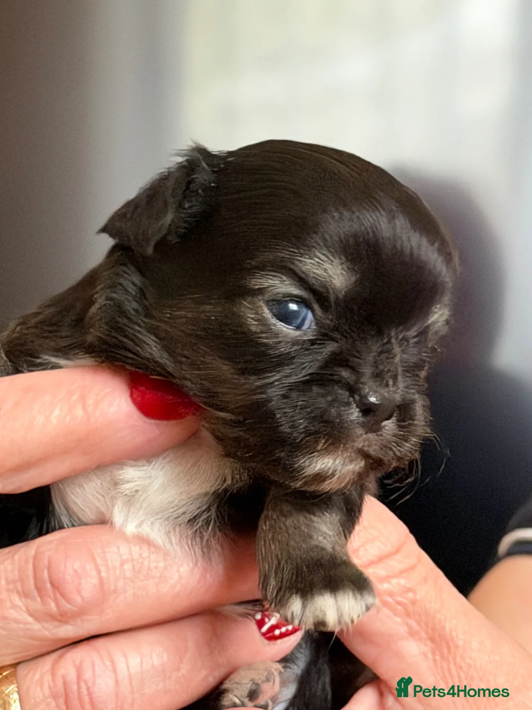 Chihuahua dogs for sale: Health tested chihuahua  - Advert 2