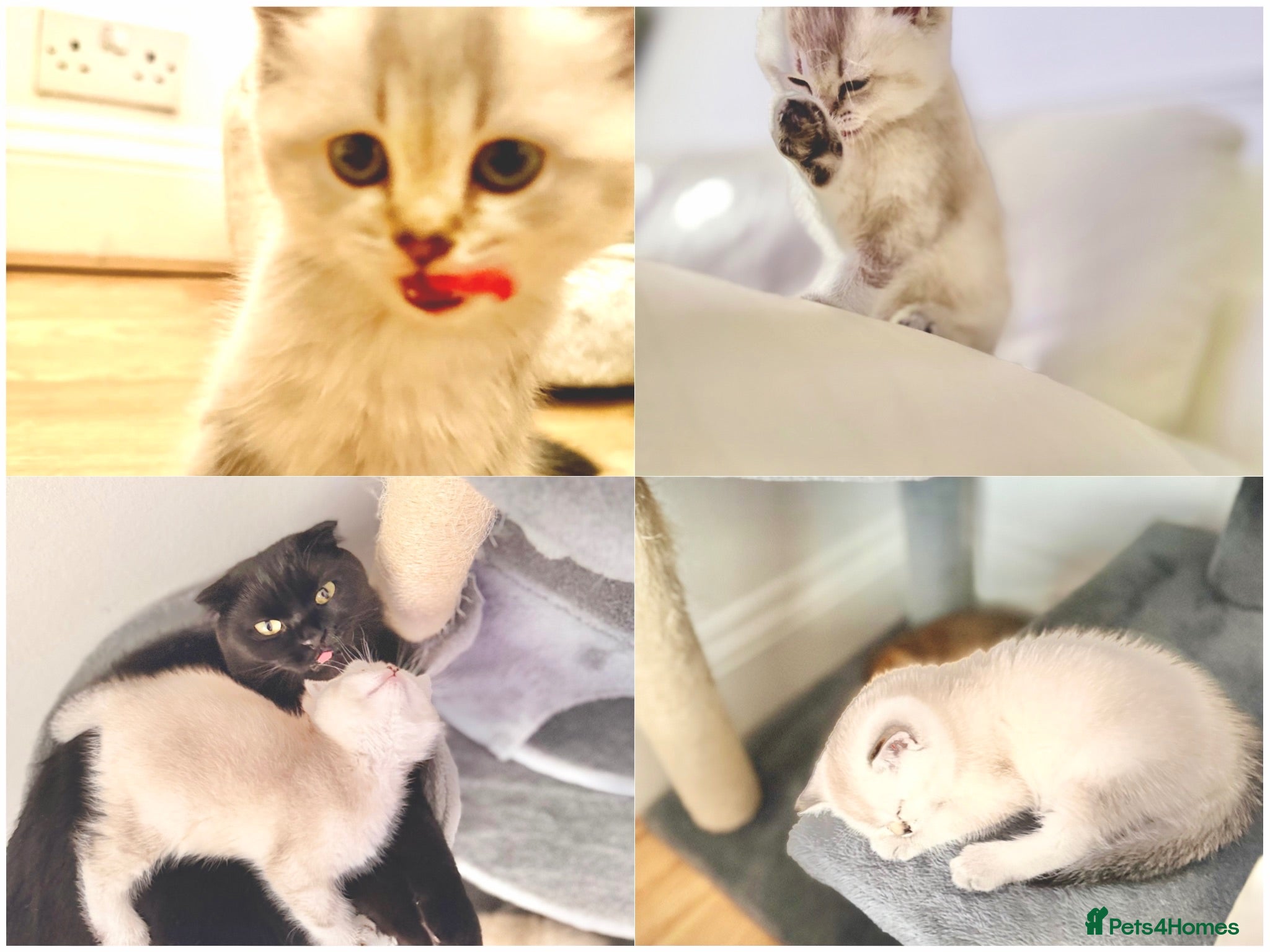 Scottish Fold cats Gorgeous Scottish Fold x British Shorthair Kittens - Advert 2