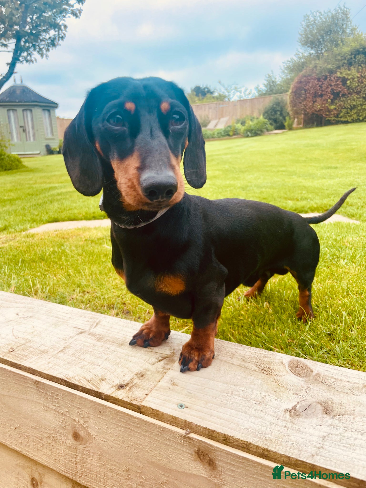 Miniature Dachshund dogs for stud: KC Reg Miniature smooth haired Dachshund for stud - Advert 5