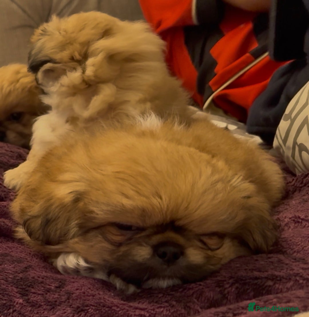 Pekingese dogs for sale: Gorgeous Pekingese puppies  - Image 18
