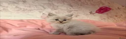 Ragdoll cats for sale: 🌟RAGDOLL KITTENS 🌟 - Advert 8