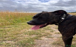 Staffordshire Bull Terrier dogs for sale: Beautiful boy needs rehoming  - Image 1
