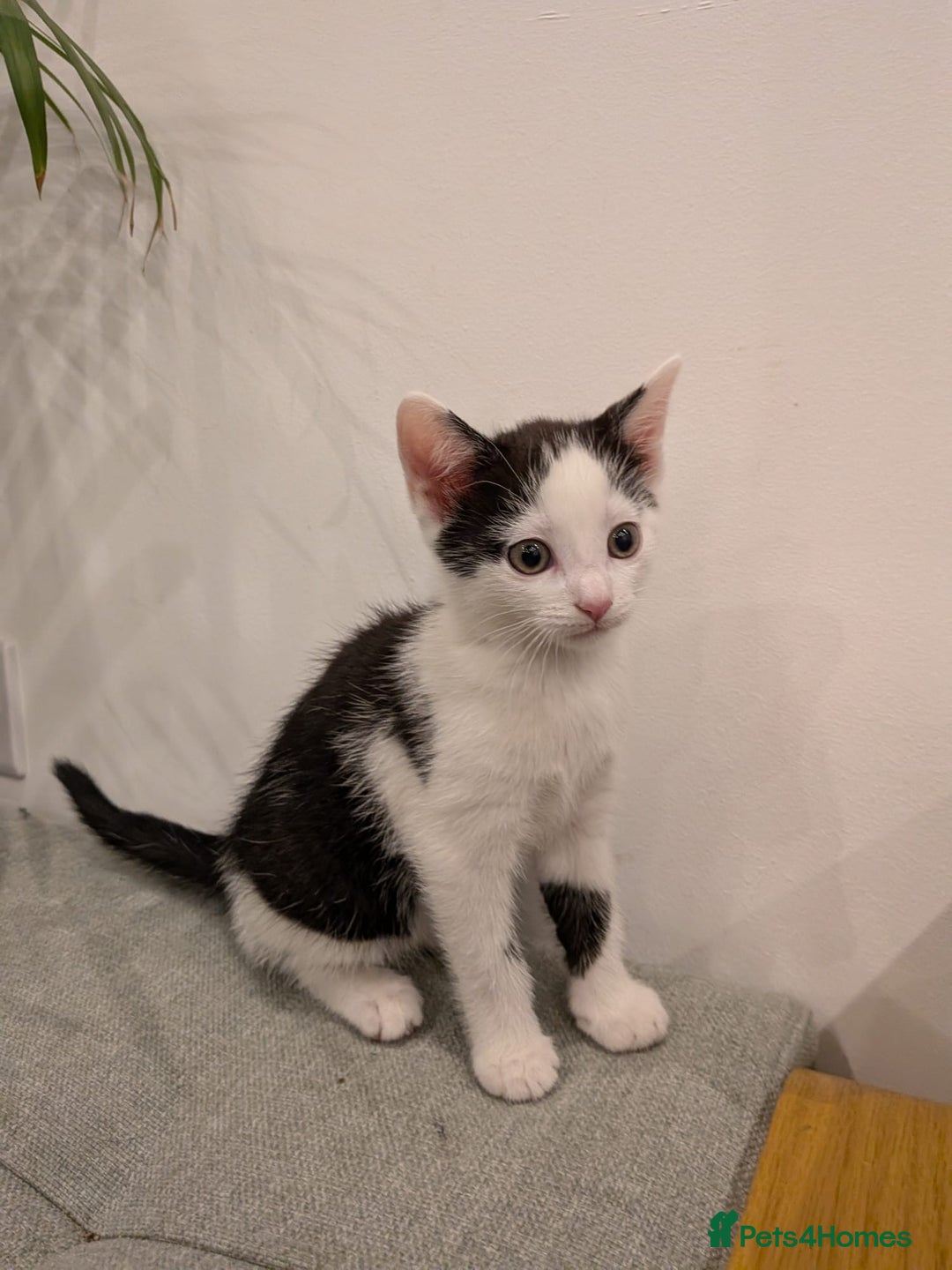 Mixed Breed cats for sale: Adorable kittens ready - Image 2