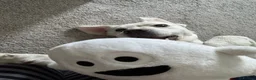 Labrador Retriever dogs for sale: Amazing Labrador  - Advert 8