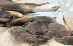 French Bulldog dogs for sale: BLUE & CREAM/TAN Isabella/pink carrying. - Image 39