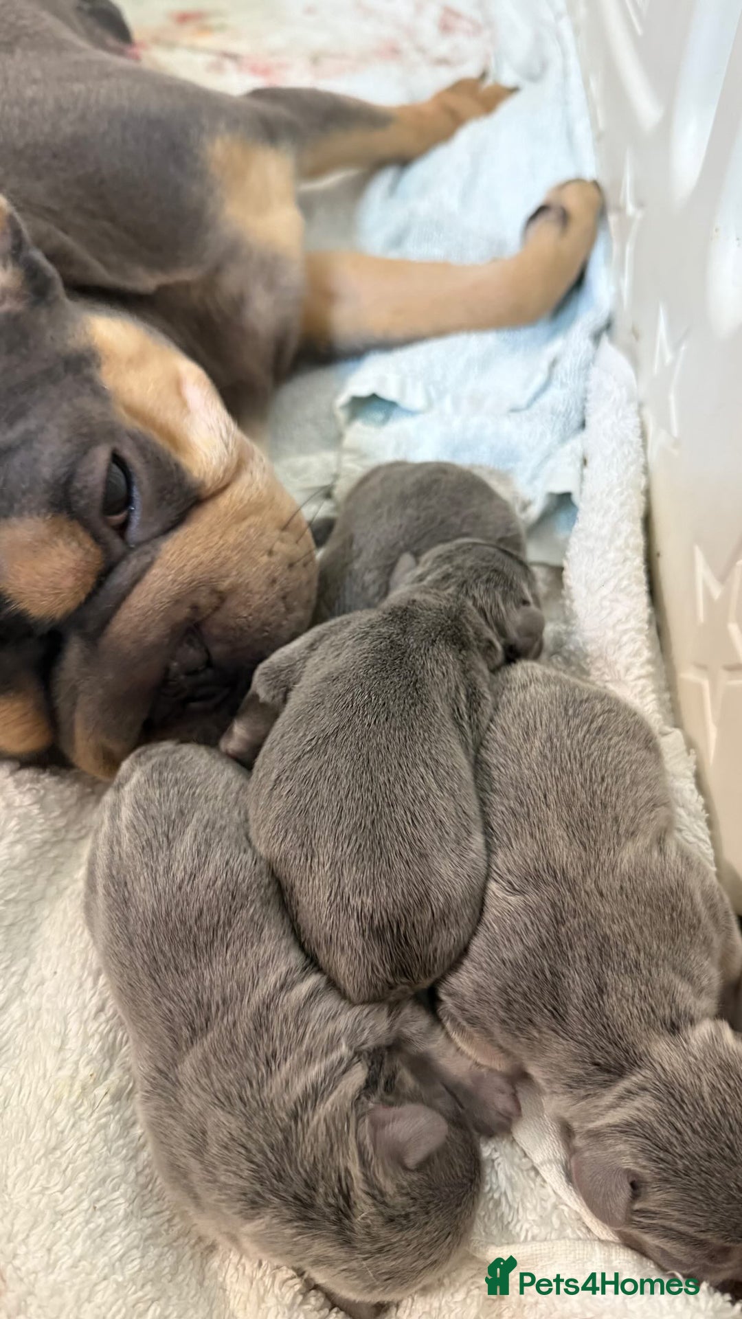 French Bulldog dogs for sale: BLUE & CREAM/TAN Isabella/pink carrying. - Image 39