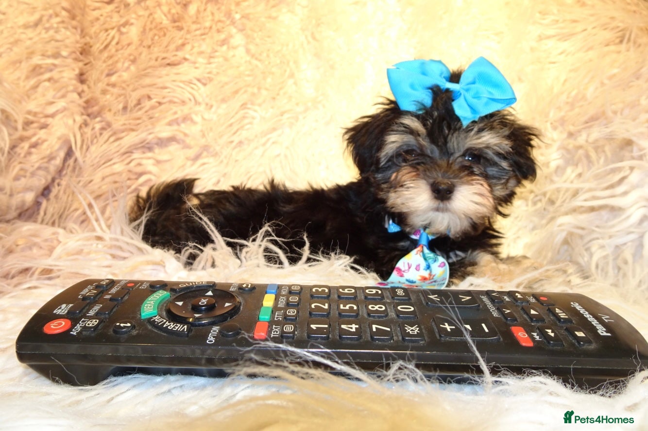 Maltipoo dogs *Phantom F1 Maltese x Toy Poodle Maltipoo Puppy* - Advert 14