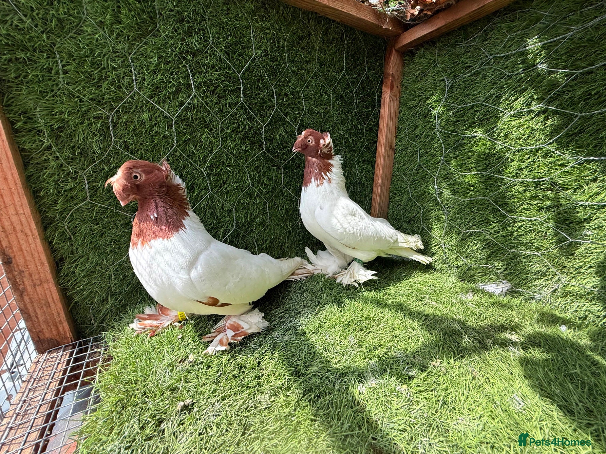 Pigeons birds Premium Breeding Pigeons Top Quality Pairs Availab - Advert 2