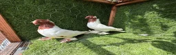 Pigeons birds for sale: Premium Breeding Pigeons Top Quality Pairs Availab - Advert 2