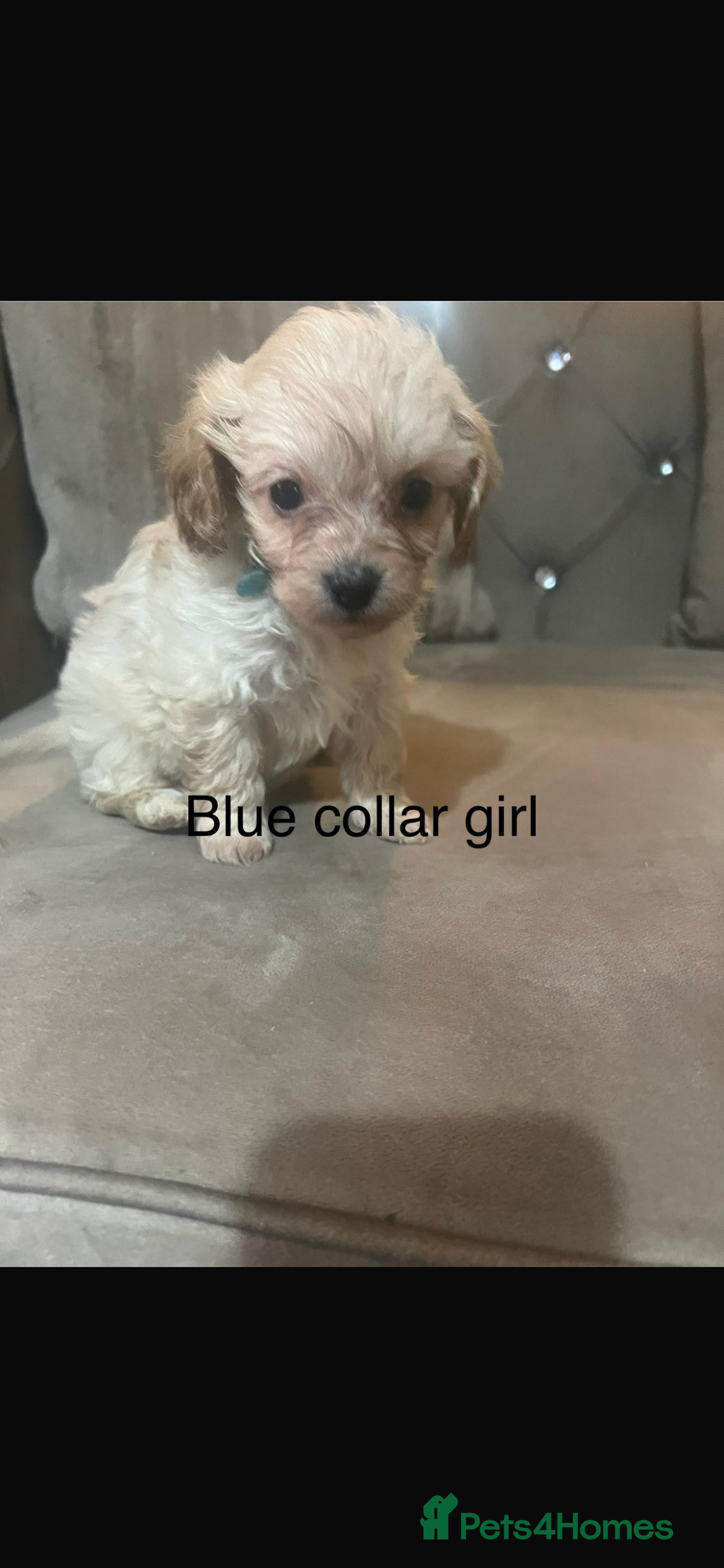 Cavapoo dogs Health tested cavapoos ready next week  - Advert 18