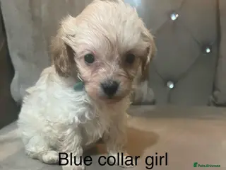 Cavapoo dogs Health tested cavapoos ready next week - Advert 18