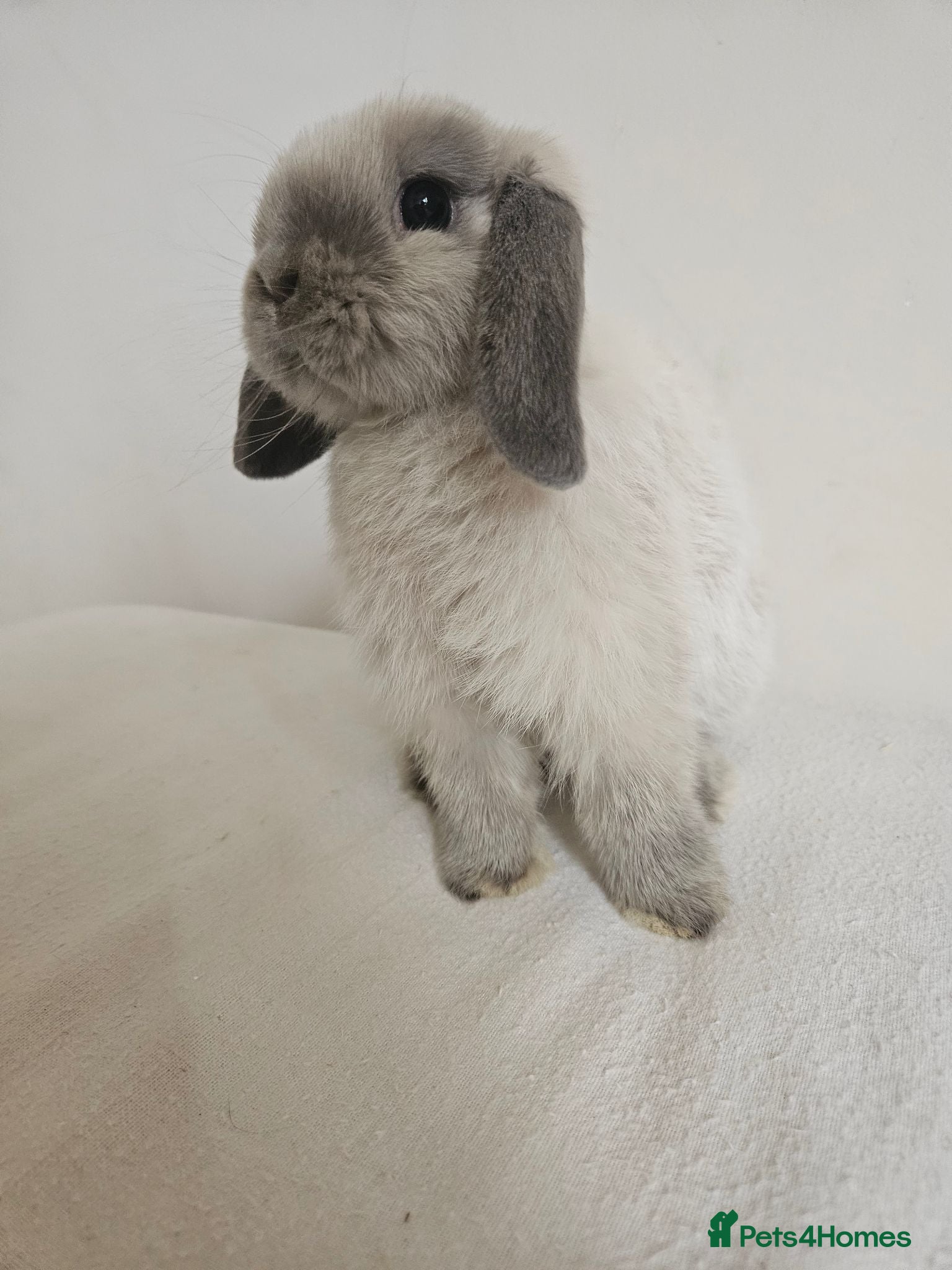 Mini Lop rabbits Exceptional Blue Point Purebred mini lop - Advert 1