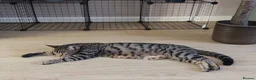 Mixed Breed cats for sale: Bengal Marble & Turkish Agora - Advert 6