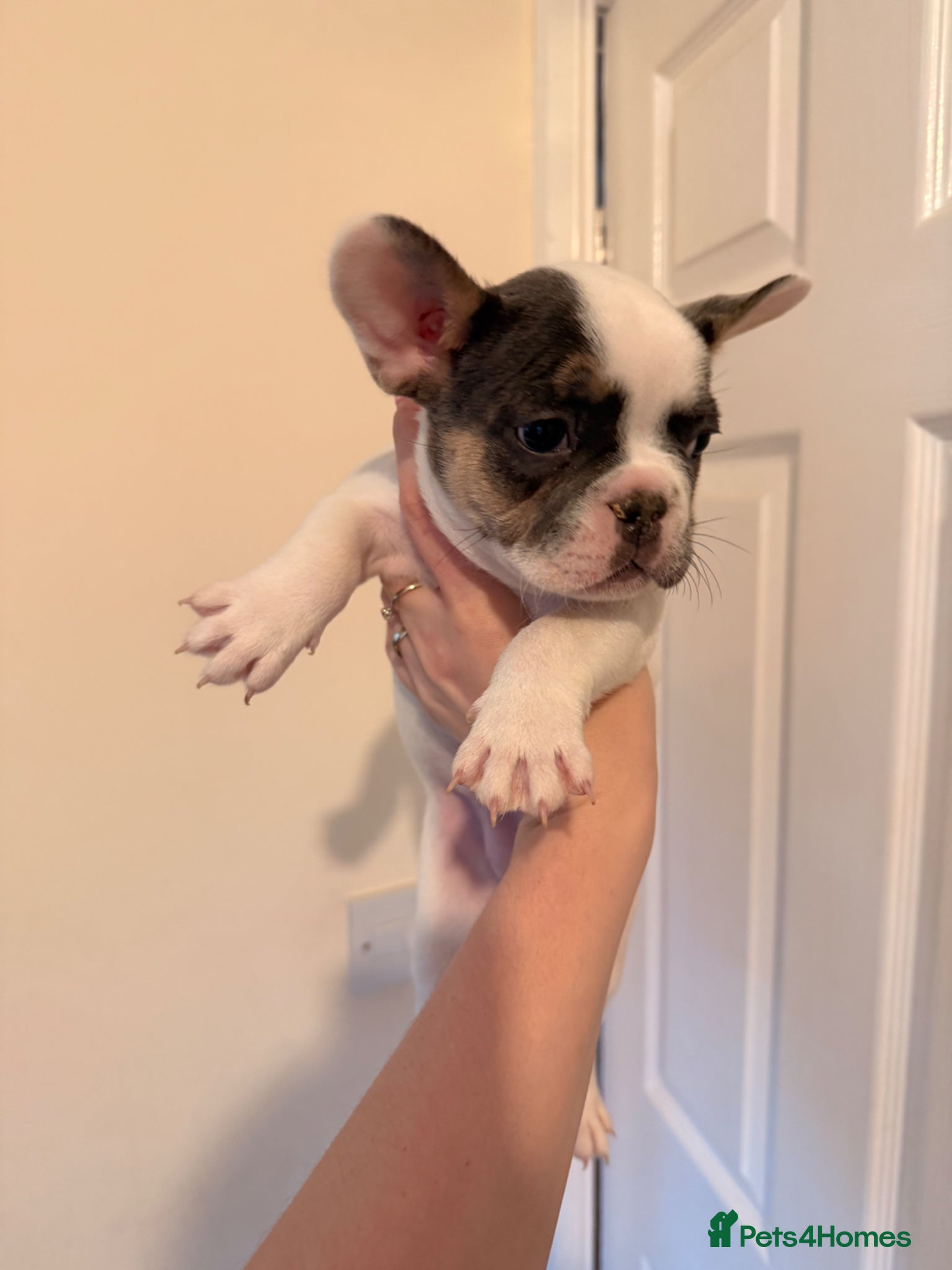 French Bulldog dogs Exceptional KC Registered French Bulldog Puppies🌟 - Advert 2