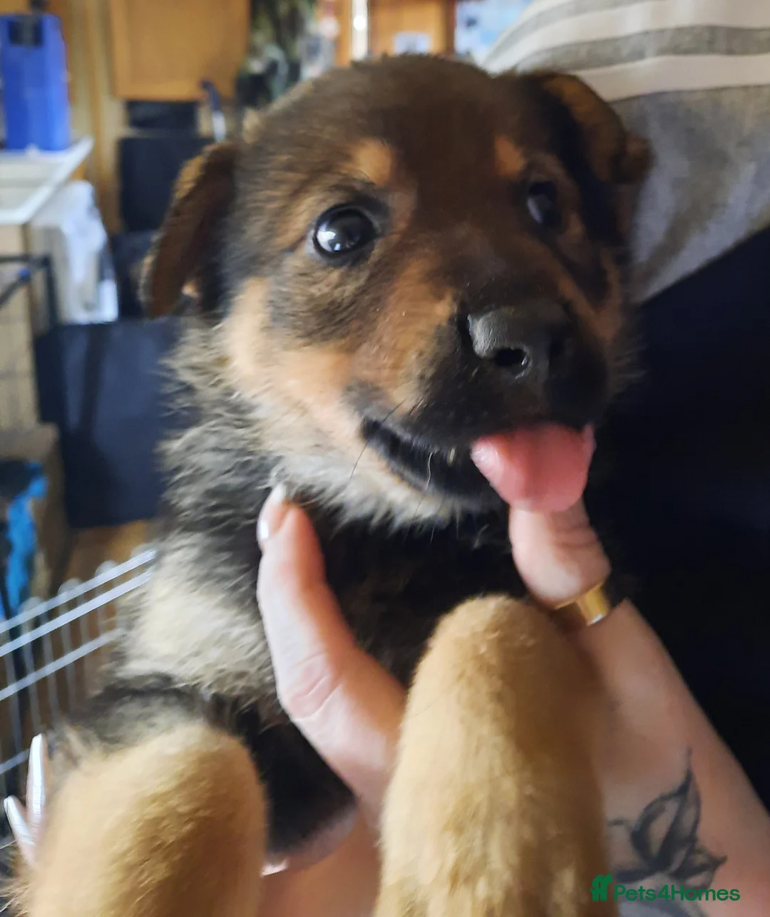 Mixed Breed dogs for sale: Rottweiler X German Shepherd Puppies  in Bristol - Advert 27