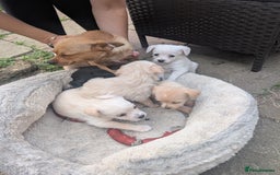 Chipoo dogs for sale: Chihuahua cross poodle puppies  - Image 11
