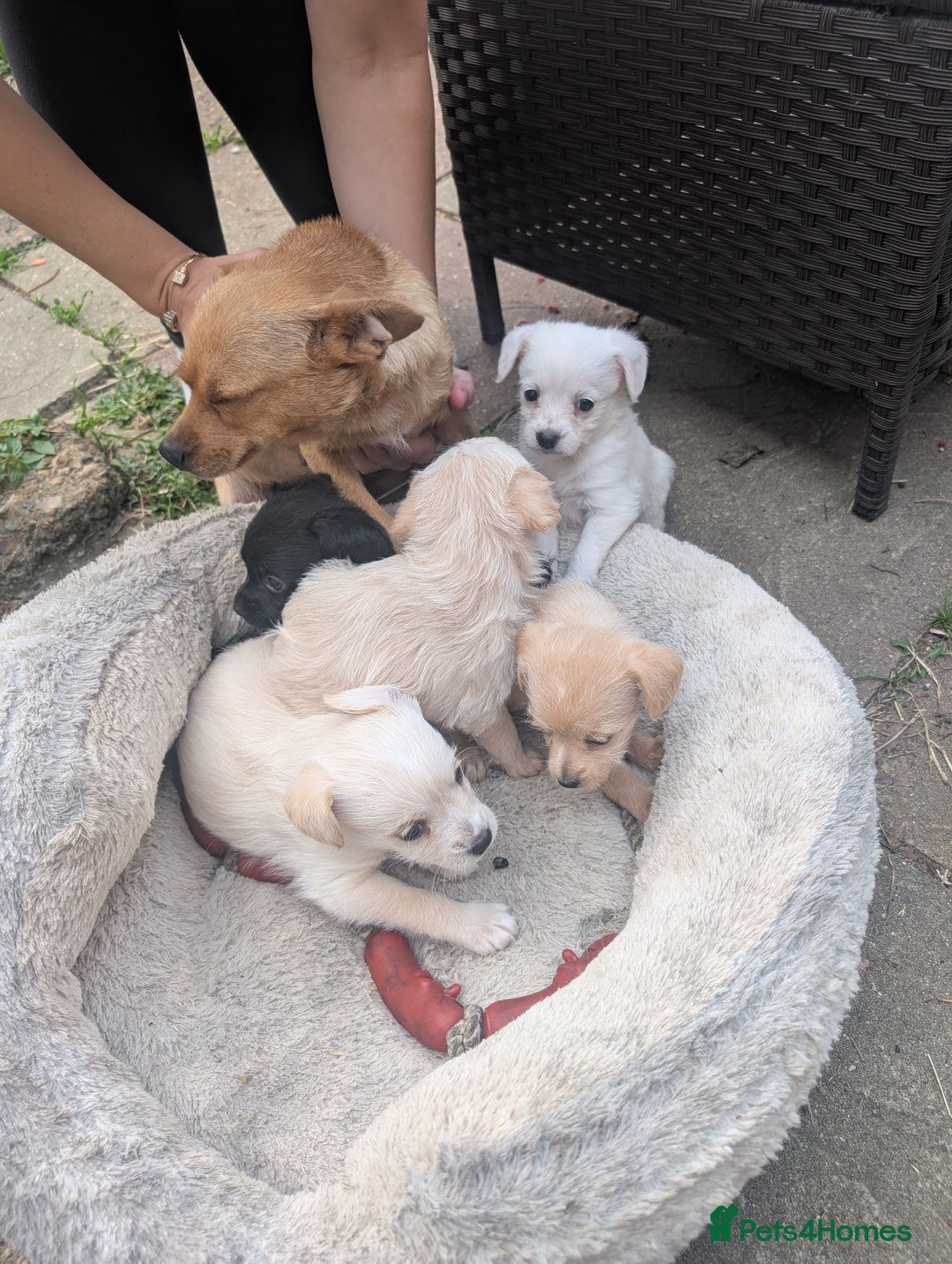 Chipoo dogs for sale: Chihuahua cross poodle puppies  - Image 11