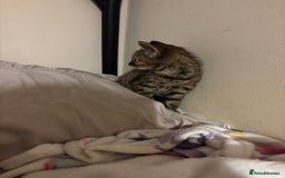 Mixed Breed cats for sale: Moggy kitten for sale  - Image 1