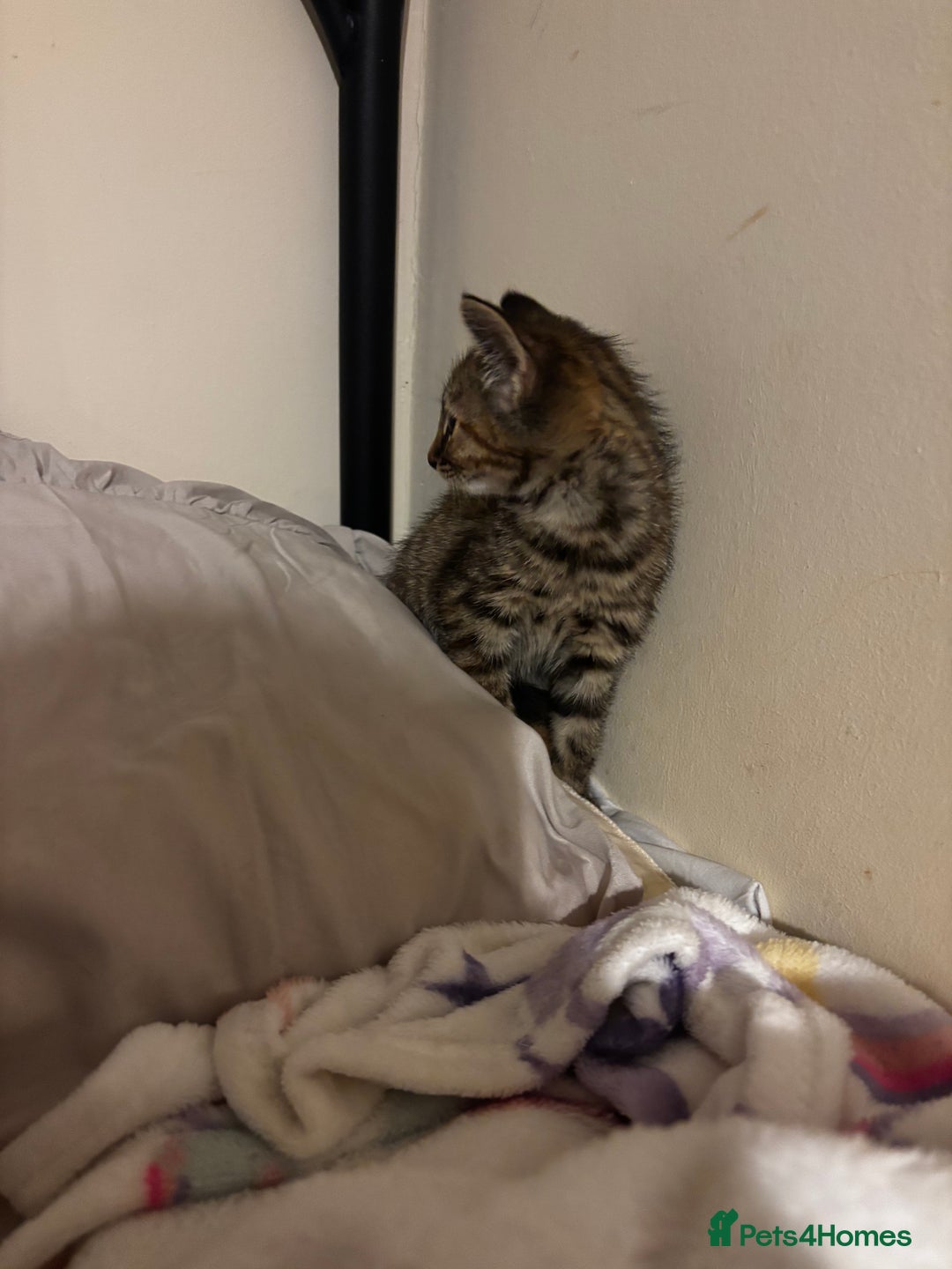 Mixed Breed cats for sale: Moggy kitten for sale  - Image 1