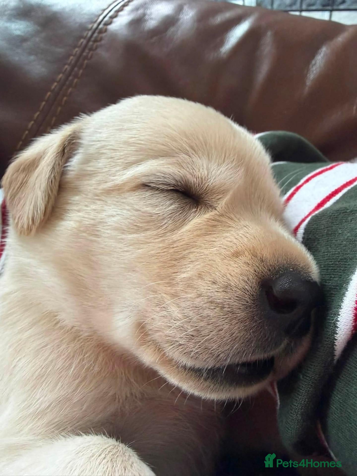 Labrador Retriever dogs Beautiful litter of labrador pups - Advert 2