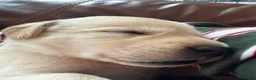 Labrador Retriever dogs for sale: Beautiful litter of labrador pups in Stockton-on-Tees - Advert 2