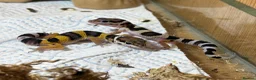 Leopard Gecko reptiles for sale: Baby Leopard Geckos - Advert 1