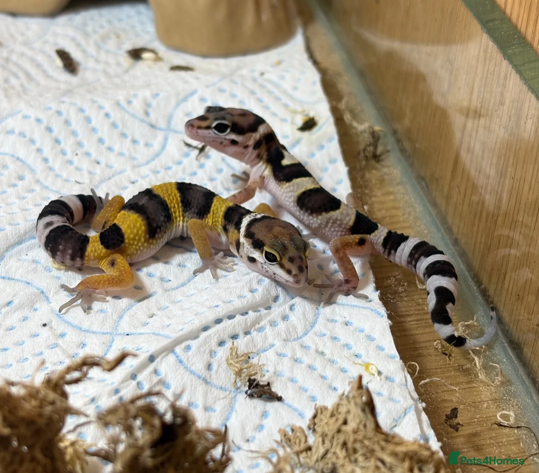 Leopard Gecko reptiles for sale: Baby Leopard Geckos - Advert 1