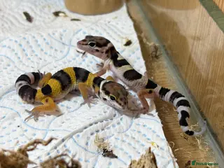 Leopard Gecko reptiles Baby Leopard Geckos - Advert 1