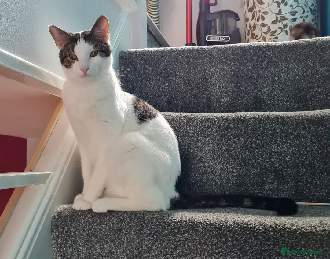 Mixed Breed cats for sale: Chappie 6yrs  - Advert 20