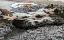 Mixed Breed cats for sale: 4 Little Boys  - Image 4