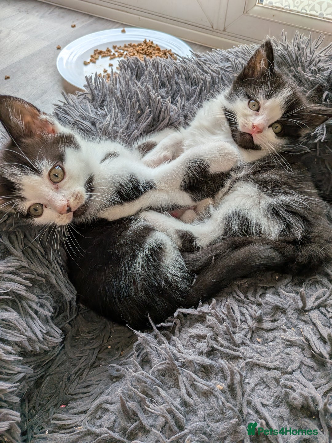 Mixed Breed cats for sale: 4 Little Boys  - Image 4