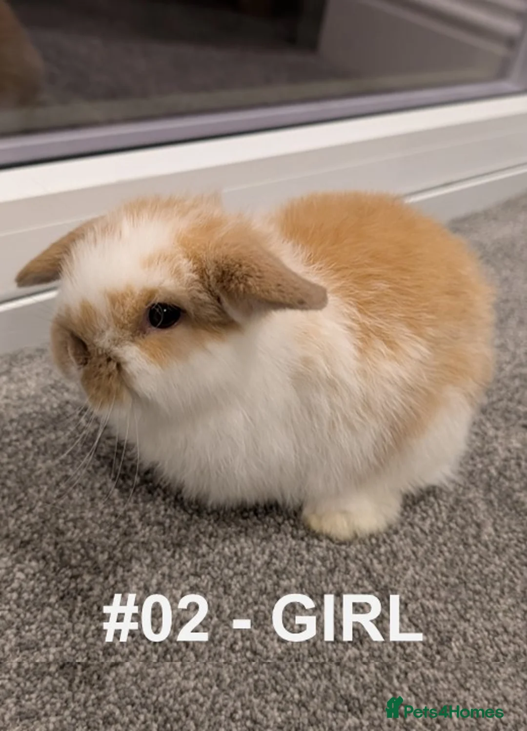 Mini Lop rabbits for sale: Exceptional Mini-Lops. Collect from: 18th February - Advert 5