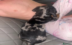 Dachshund dogs for sale: dachunds  - Image 16