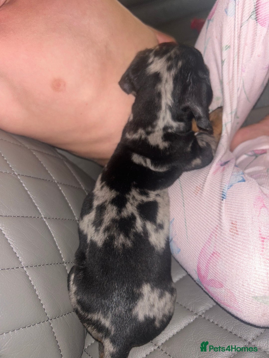 Dachshund dogs for sale: dachunds  - Image 16