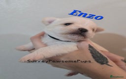 Mixed Breed dogs for sale: F1 Malchi puppys from health tested parents  - Image 13
