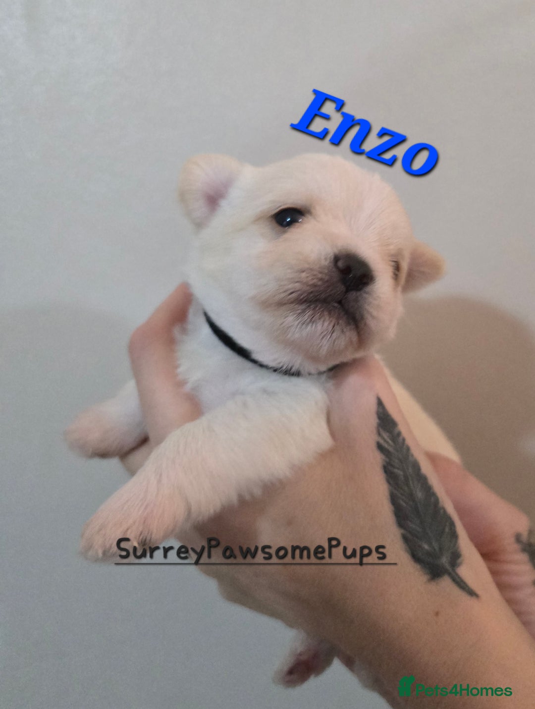 Mixed Breed dogs for sale: F1 Malchi puppys from health tested parents  - Image 13