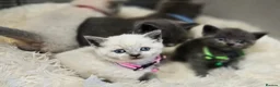 British Shorthair cats for sale: Beautiful British Shorthair Kittens 🐾 - Advert 7