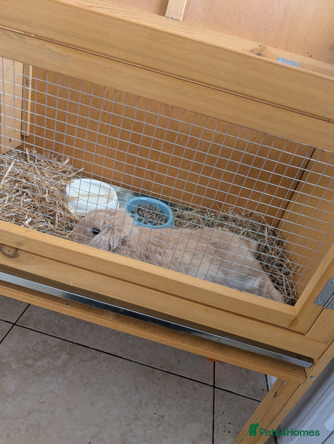 Mini Lop rabbits for sale: French mini lop rabbit  - Advert 3