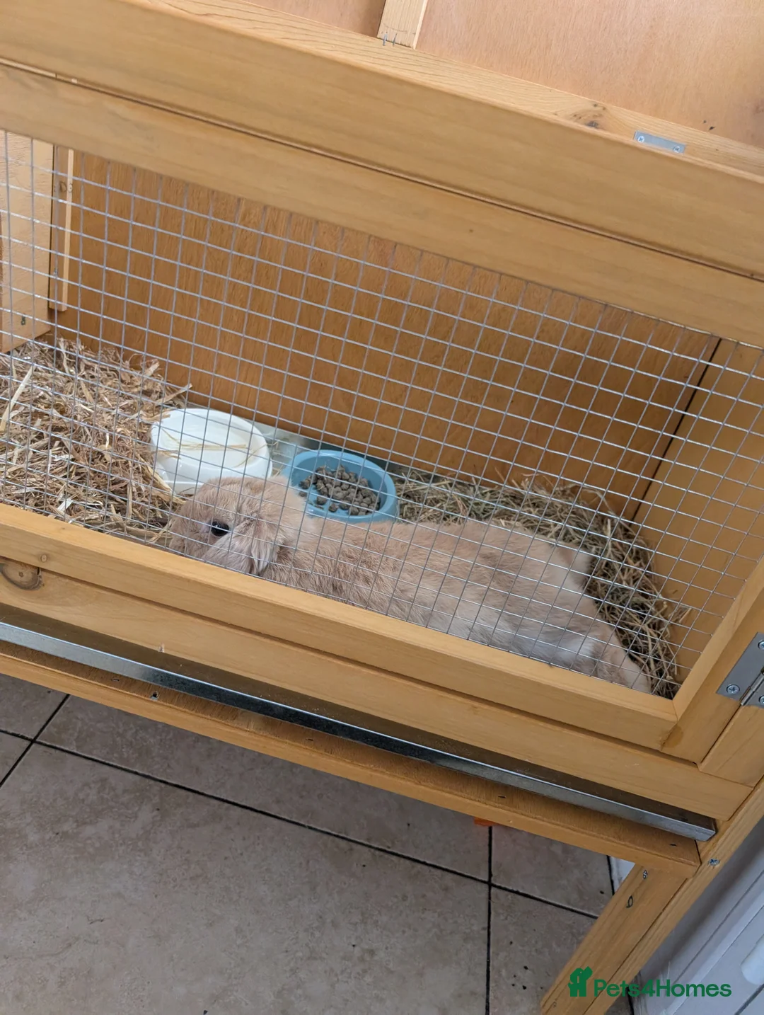 Mini Lop rabbits for sale: French mini lop rabbit  - Advert 3