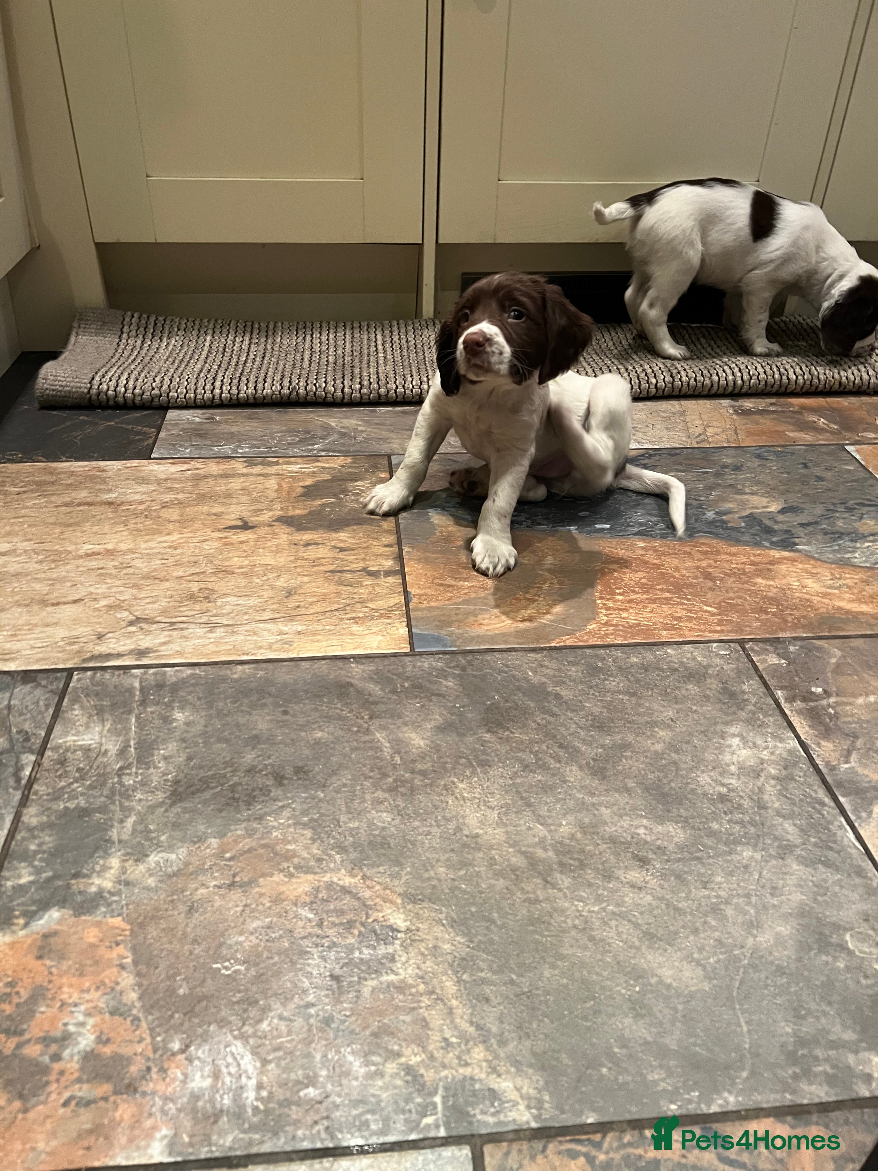 English Springer Spaniel dogs English springer Spanial  - Advert 2