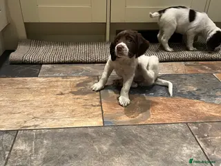 English Springer Spaniel dogs English springer Spanial - Advert 3