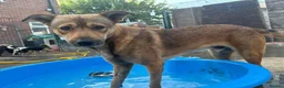 Mixed Breed dogs for adoption: Toffee - Norwich Norfolk  in Norwich - Advert 26