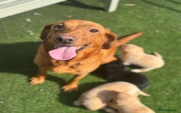 Labrador Retriever dogs for sale: Beautiful top kc line Labrador puppy’s  - Image 23