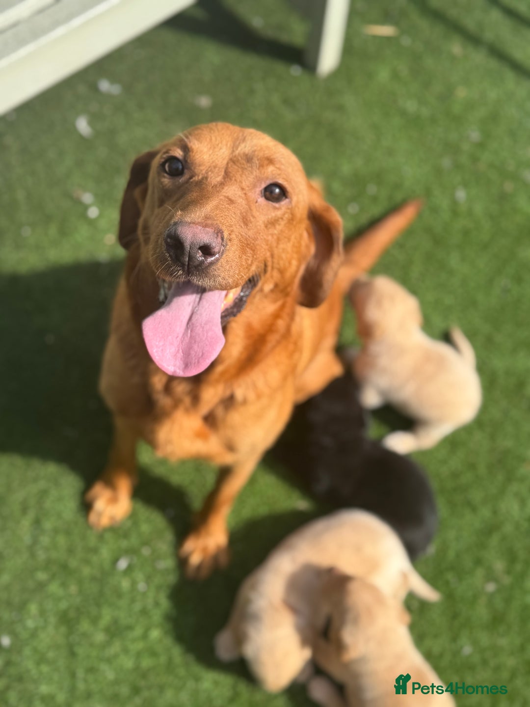 Labrador Retriever dogs for sale: Beautiful top kc line Labrador puppy’s  - Image 23