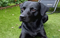 Labrador Retriever dogs for stud: Health tested Labrador retriever proven stud in Kirkliston - Image 3
