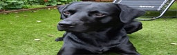 Labrador Retriever dogs for stud: Health tested Labrador retriever proven stud in Kirkliston - Advert 3