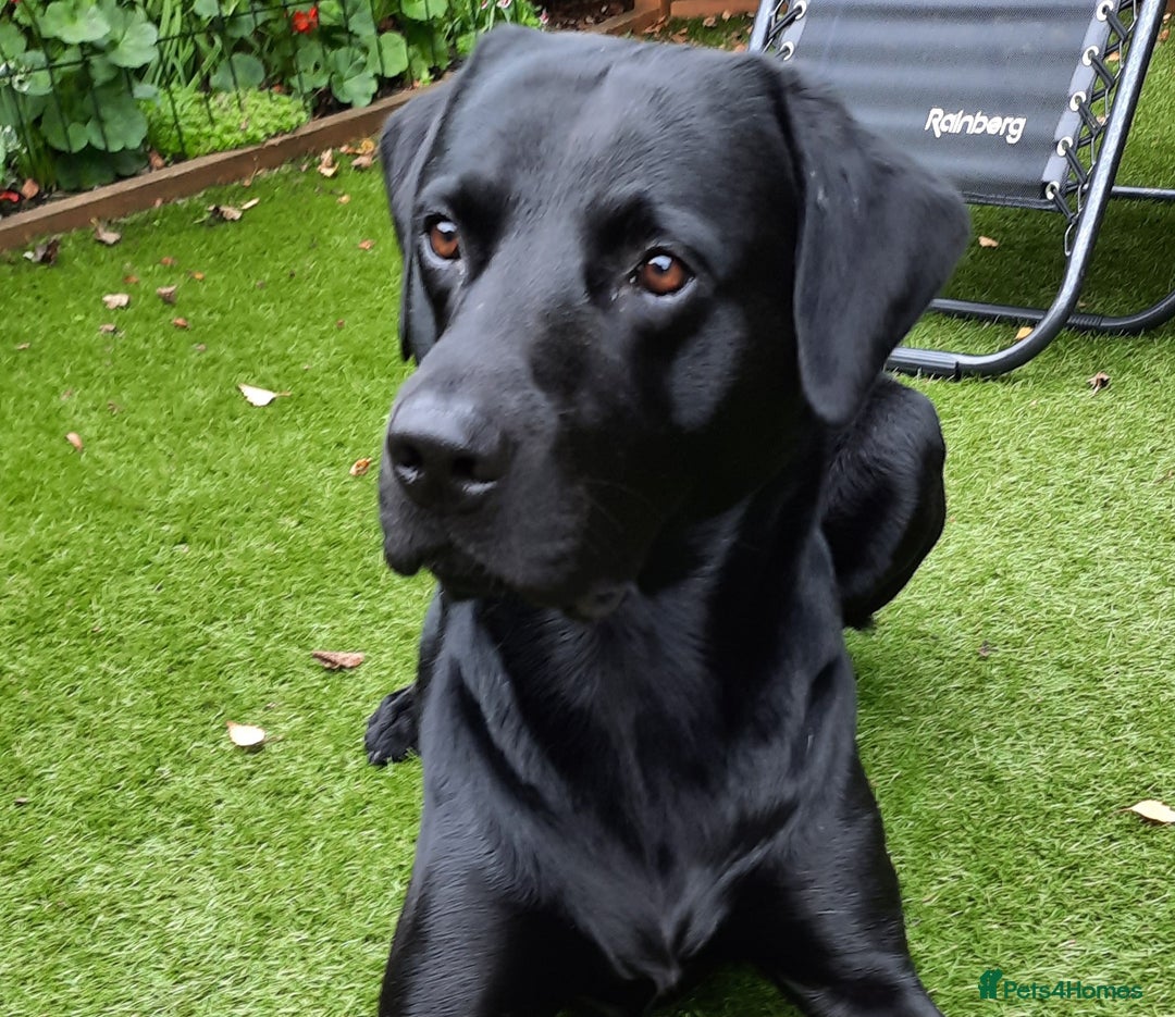 Labrador Retriever dogs for stud: Health tested Labrador retriever proven stud in Kirkliston - Image 3